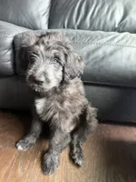Ashanti, a female Goldendoodle and Labrador Retriever for sale in Phoenix, AZ – 3 of 8