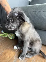 Paolo , a male Goldendoodle and Labrador Retriever for sale in Phoenix, AZ – 3 of 8