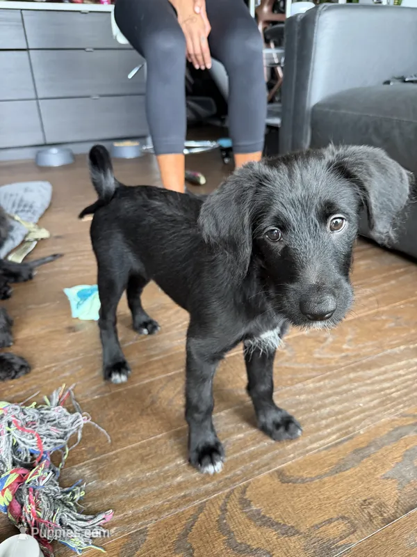 Al Pacino – Goldendoodle, Labrador Retriever puppy for sale in Phoenix, AZ