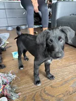 Al Pacino, a male Goldendoodle and Labrador Retriever for sale in Phoenix, AZ – 1 of 8