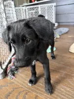 Al Pacino, a male Goldendoodle and Labrador Retriever for sale in Phoenix, AZ – 4 of 8