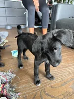 Al Pacino, a male Goldendoodle and Labrador Retriever for sale in Phoenix, AZ – 3 of 8