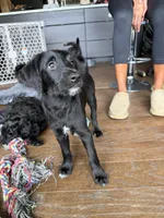 Al Pacino, a male Goldendoodle and Labrador Retriever for sale in Phoenix, AZ – 2 of 8