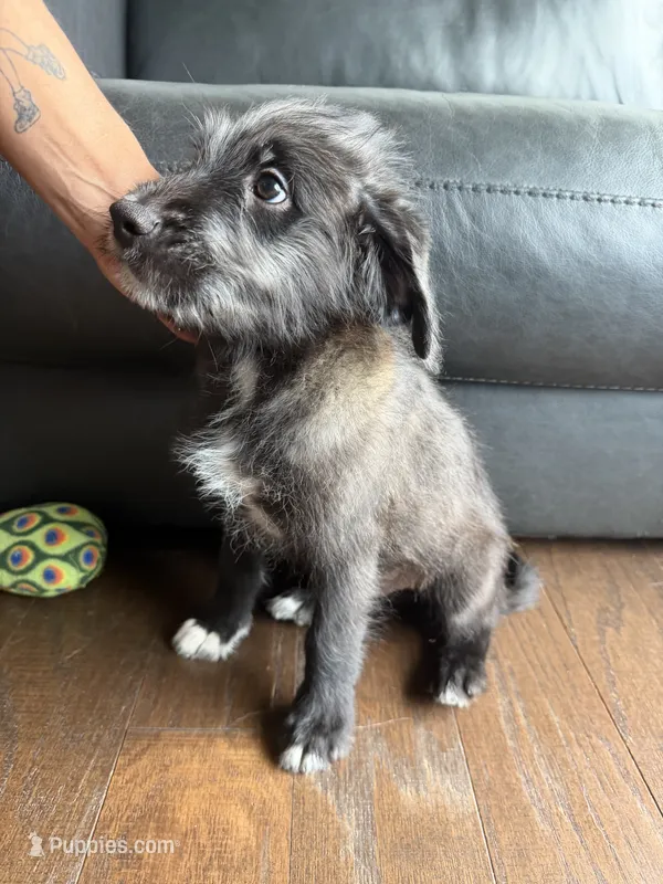 Paolo  – Goldendoodle, Labrador Retriever puppy for sale in Phoenix, AZ