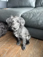 Shego , a female Goldendoodle and Labrador Retriever for sale in Phoenix, AZ – 4 of 9