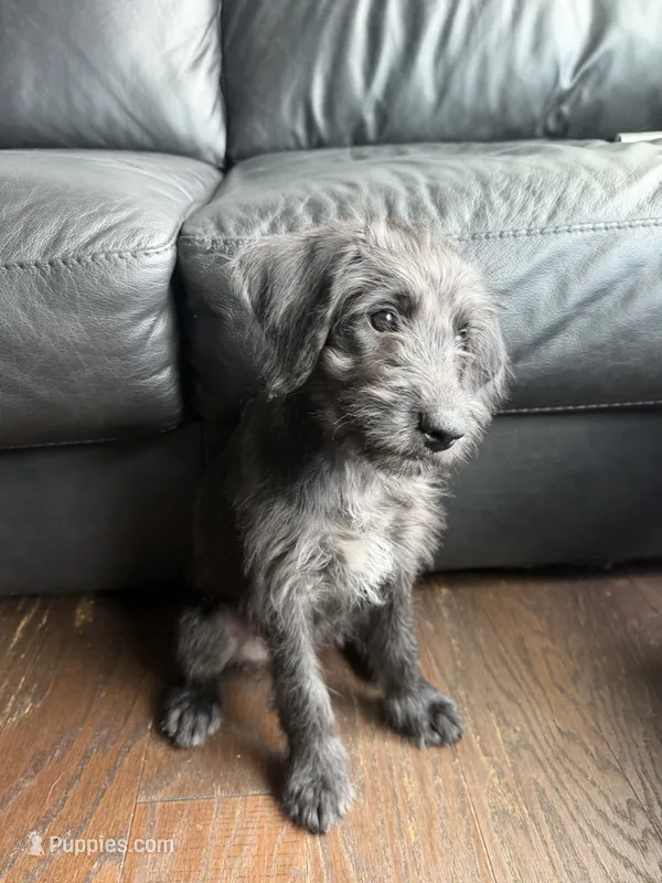 Shego  – Goldendoodle, Labrador Retriever puppy for sale in Phoenix, AZ