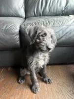 Shego , a female Goldendoodle and Labrador Retriever for sale in Phoenix, AZ – 1 of 9