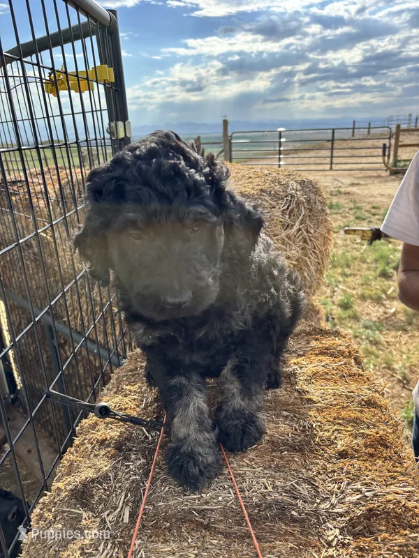 Orange – Goldendoodle puppy for sale in Wellington, CO