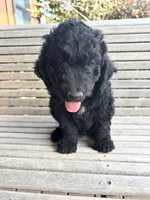 Brown, a male Goldendoodle for sale in Wellington, CO – 10 of 10