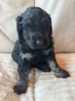 Purple, a female Goldendoodle for sale in Wellington, CO – 2 of 6