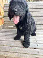 Brown, a male Goldendoodle for sale in Wellington, CO – 7 of 10