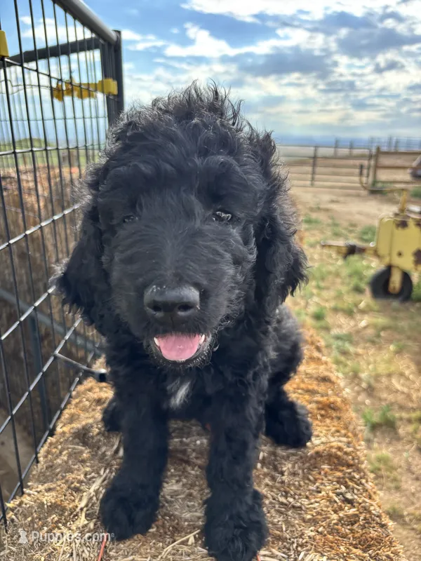 Brown – Goldendoodle puppy for sale in Wellington, CO