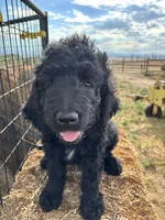 Brown, a male Goldendoodle for sale in Wellington, CO – 1 of 10