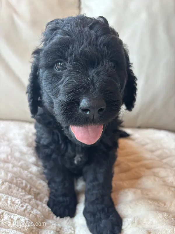 Brown – Goldendoodle puppy for sale in Wellington, CO