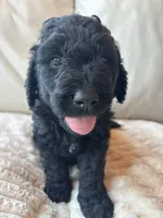 Brown, a male Goldendoodle for sale in Wellington, CO – 1 of 6