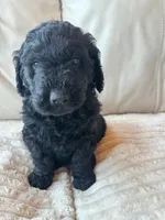 Pink, a female Goldendoodle for sale in Wellington, CO – 1 of 5