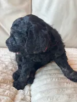 Red, a male Goldendoodle for sale in Wellington, CO – 8 of 9