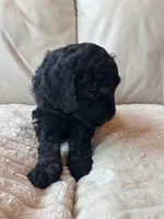 Red, a male Goldendoodle for sale in Wellington, CO – 3 of 9