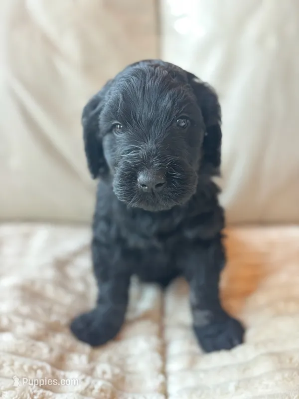 Blue – Goldendoodle puppy for sale in Wellington, CO