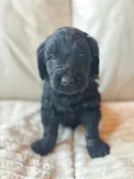 Blue, a male Goldendoodle for sale in Wellington, CO – 1 of 4
