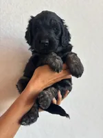 Purple, a female Goldendoodle for sale in Wellington, CO – 4 of 6