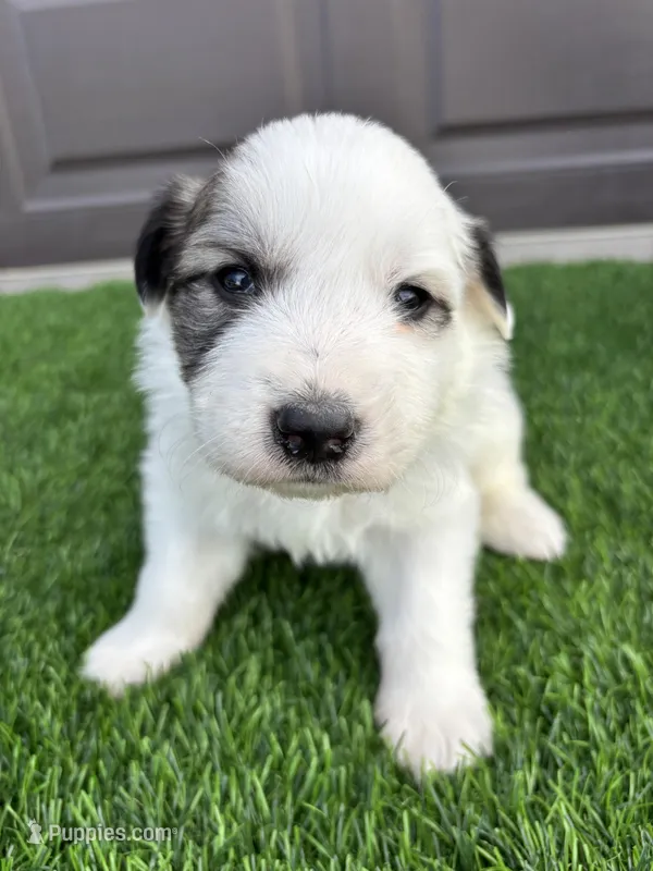 Brown – Great Pyrenees puppy for sale in Wellington, CO