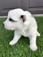 Brown, a male Great Pyrenees for sale in Wellington, CO – Photo 2 of 3