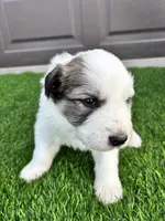 Brown, a male Great Pyrenees for sale in Wellington, CO – Photo 3 of 3