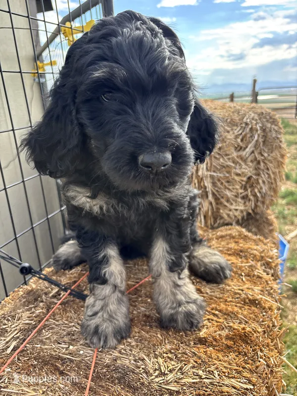 Purple – Goldendoodle puppy for sale in Wellington, CO