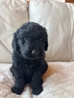 Pink, a female Goldendoodle for sale in Wellington, CO – 2 of 5