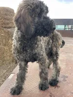 Blue AKC, a male Poodle - Standard  for sale in Wellington, CO – Photo 3 of 10