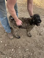 Blue AKC, a male Poodle - Standard  for sale in Wellington, CO – Photo 7 of 10