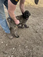 Blue AKC, a male Poodle - Standard  for sale in Wellington, CO – Photo 6 of 10