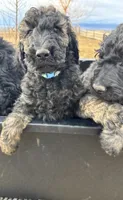 Blue AKC, a male Poodle - Standard  for sale in Wellington, CO – Photo 8 of 10