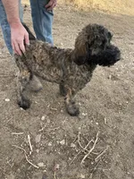 Blue AKC, a male Poodle - Standard  for sale in Wellington, CO – Photo 5 of 10