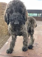 Blue AKC, a male Poodle - Standard  for sale in Wellington, CO – Photo 4 of 10