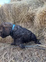 Blue AKC, a male Poodle - Standard  for sale in Wellington, CO – Photo 10 of 10