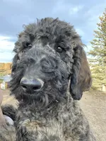 Blue AKC, a male Poodle - Standard  for sale in Wellington, CO – Photo 2 of 10