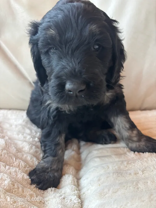 Purple – Goldendoodle puppy for sale in Wellington, CO