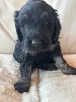 Purple, a female Goldendoodle for sale in Wellington, CO – 1 of 6