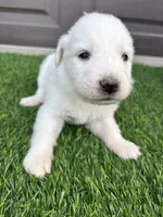 Yellow, a female Great Pyrenees for sale in Wellington, CO – Photo 2 of 3