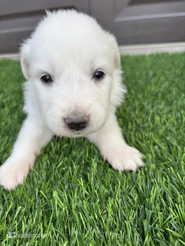 Yellow – Great Pyrenees puppy for sale in Wellington, CO