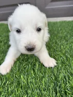 Yellow, a female Great Pyrenees for sale in Wellington, CO – Photo 1 of 3