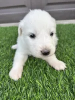 Yellow, a female Great Pyrenees for sale in Wellington, CO – Photo 3 of 3