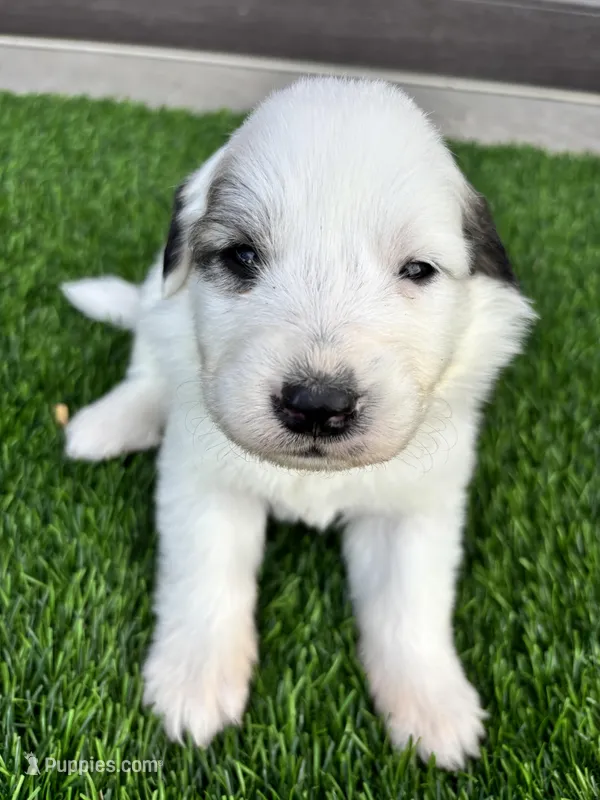 Orange – Great Pyrenees puppy for sale in Wellington, CO