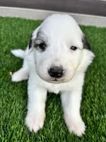 Orange, a male Great Pyrenees for sale in Wellington, CO – Photo 1 of 3