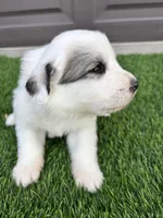 Orange, a male Great Pyrenees for sale in Wellington, CO – Photo 2 of 3