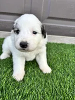 Orange, a male Great Pyrenees for sale in Wellington, CO – Photo 3 of 3