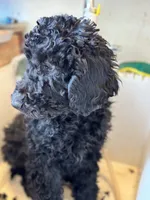 processed/5e083b1d-1759-482c-96bd-5020b6df2dca/listing/590aa308-0c53-4f55-9a08-afcd58a083d3/9a004a6b-8bc4-4a8e-b904-42517ac6f951