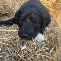 Yellow, a female Pyredoodle for sale in Wellington, CO – Photo 8 of 8